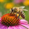 Oxford Bee Festival Returns April 18