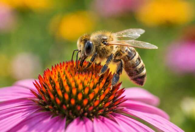 Oxford Bee Festival honeybee collecting nectar from a pink coneflower