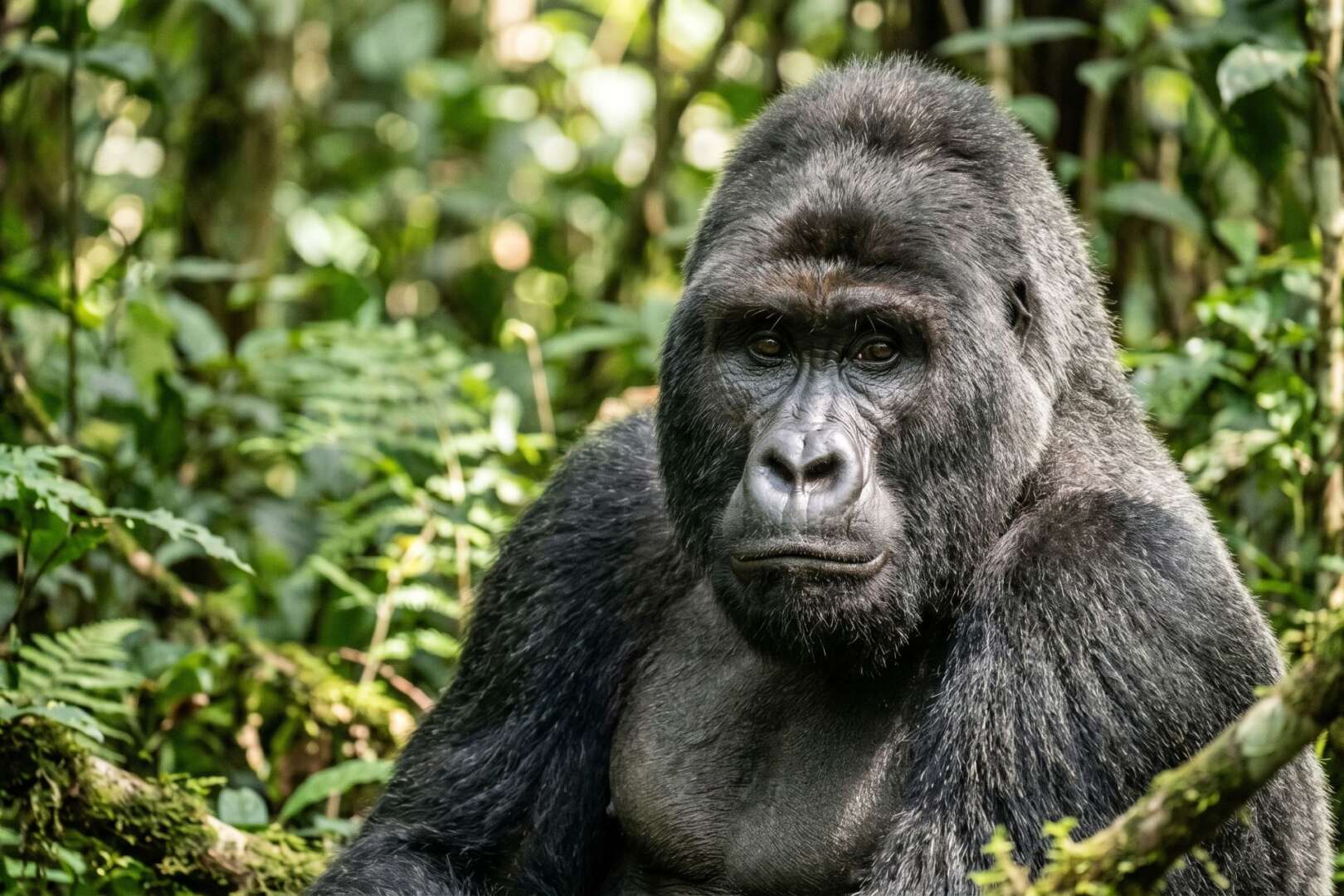 A close-up of Harambe, a western lowland silverback gorilla, sitting among green foliage at the Cincinnati Zoo.