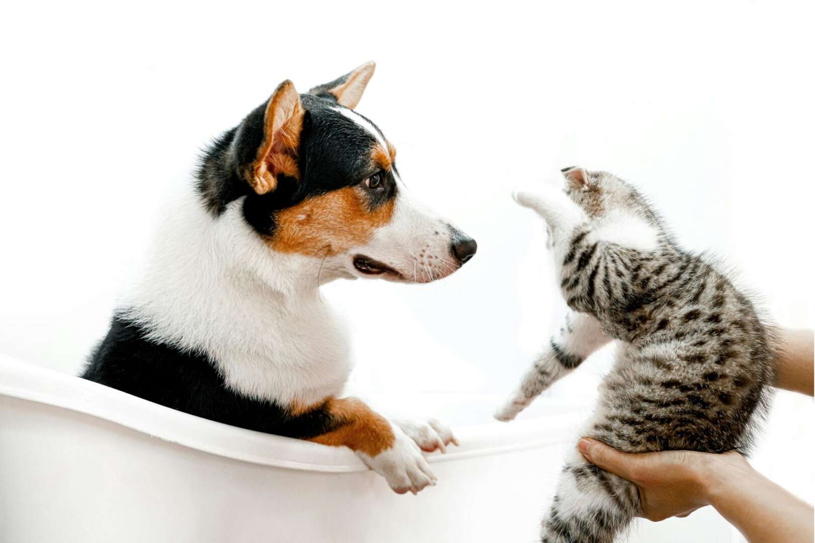 A small dog and a tabby kitten interacting playfully, illustrating the rising trends of pet ownership in Cincinnati.