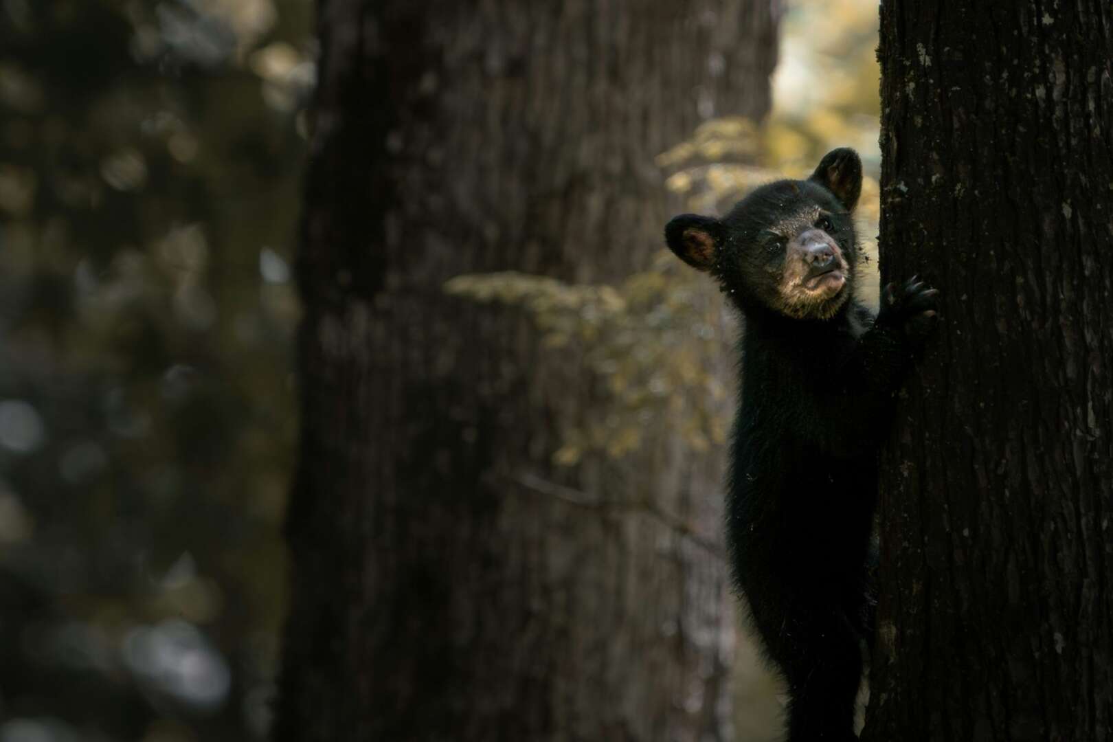 A black bear climbing the side of a large tree trunk in a wooded area.