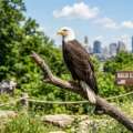 Military admission returns as Cincinnati Zoo honors service members on July 4