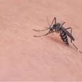 Ohio mosquito activity surges as heat and rain fuel summer breeding