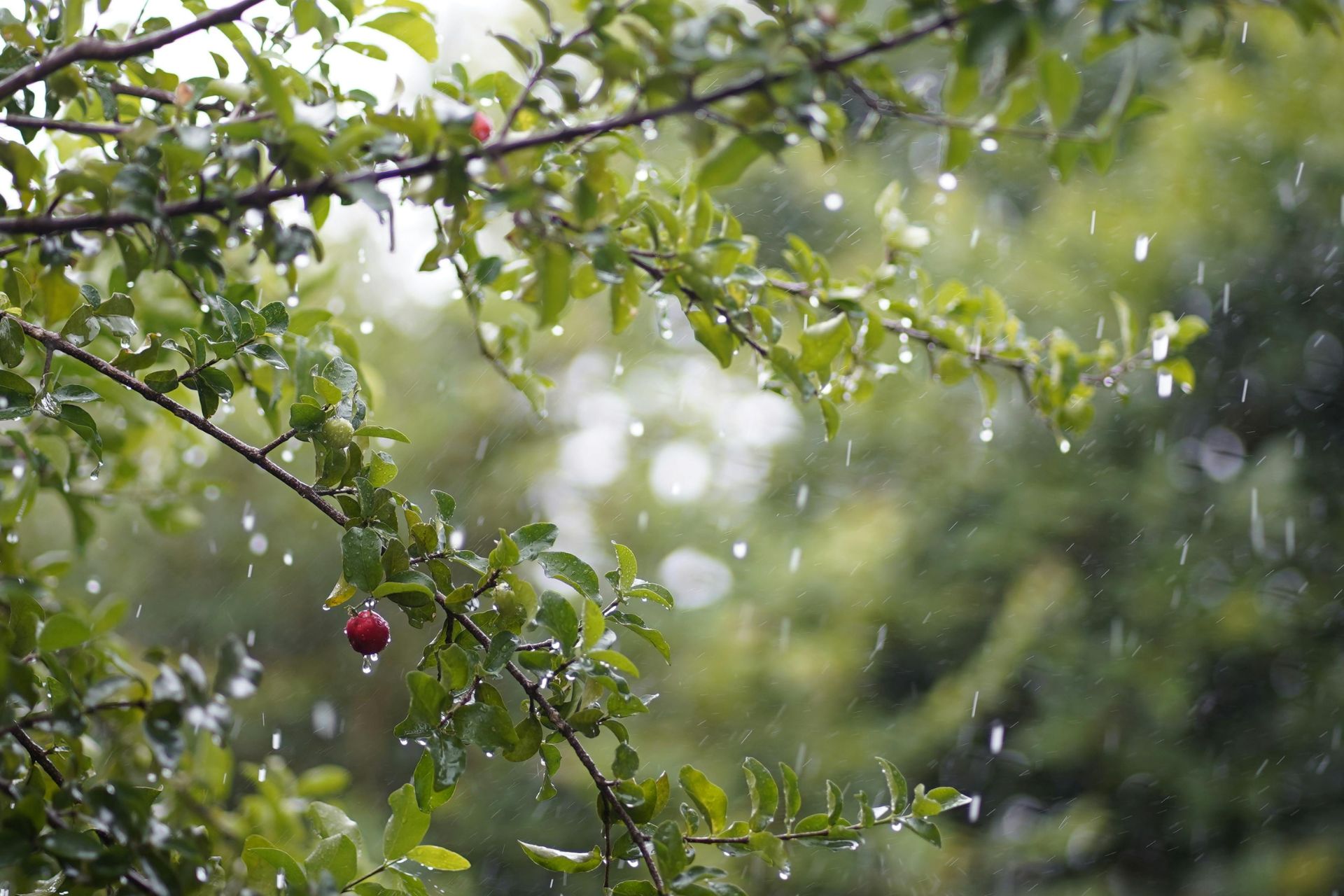 Heavy rain falling through green trees, illustrating severe weather in Cincinnati.