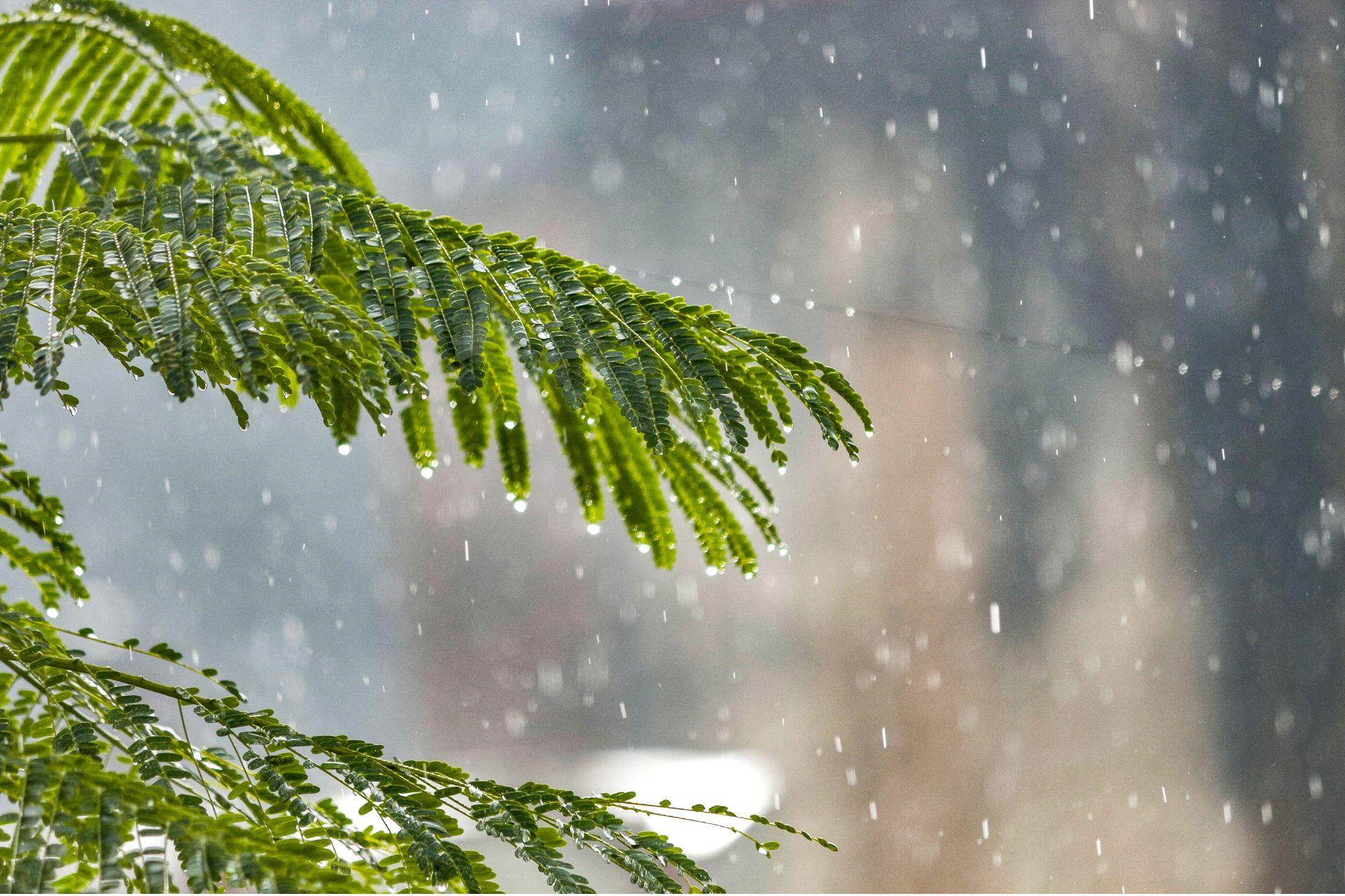 Rain falling on green fern-like leaves during a heavy downpour with a blurred grey background.