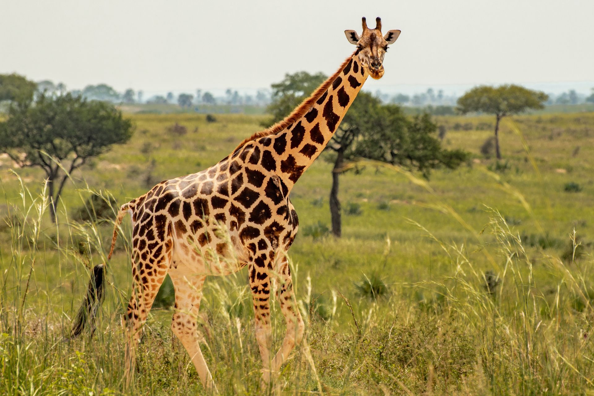 A tall giraffe standing in an open grassy savanna with scattered trees and green shrubbery under an overcast sky.