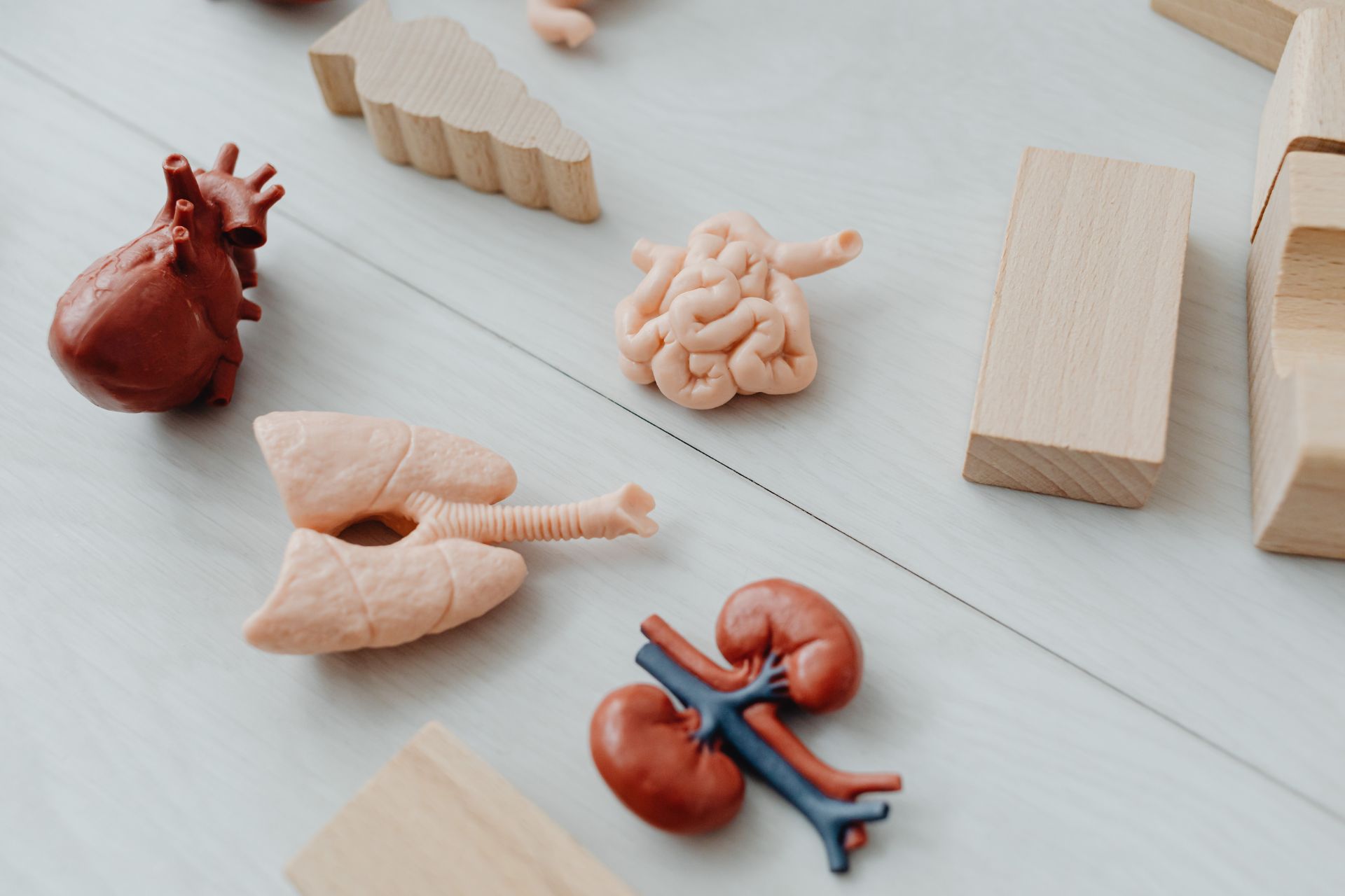 Small anatomical models of human organs, including a heart, lungs, and kidneys, displayed on a flat surface.