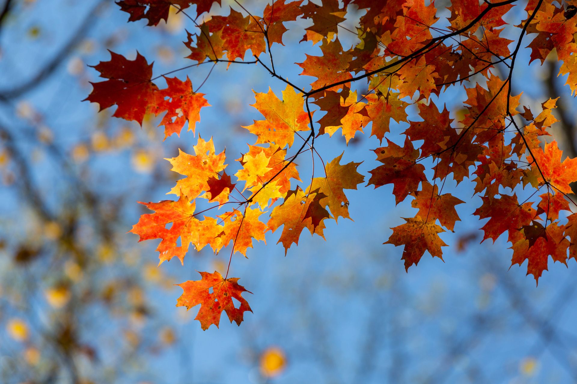 Vibrant red, orange, and yellow autumn leaves on a tree branch against a clear blue sky.