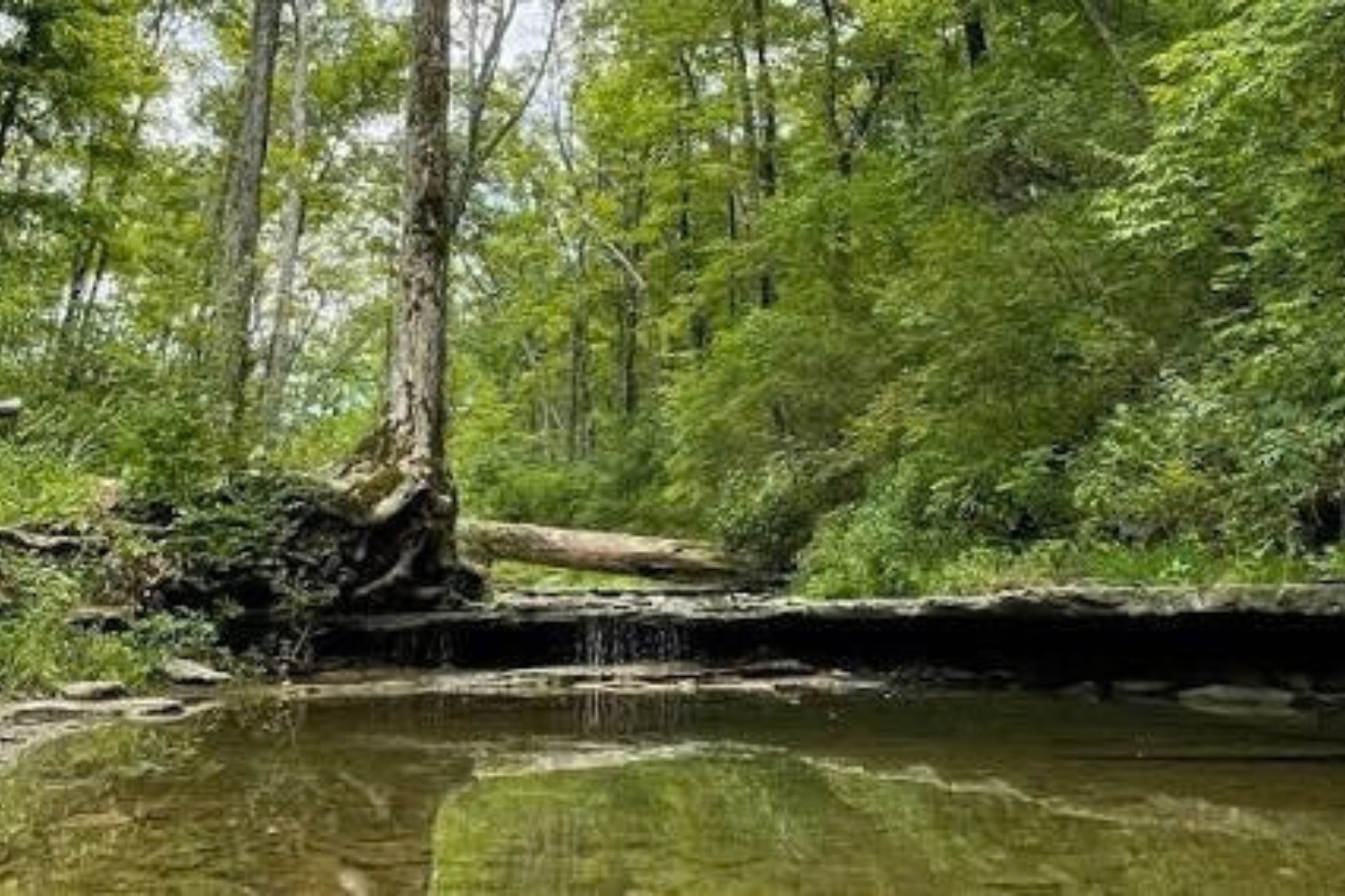 A winding stream flowing through a lush green forest canopy at French Park.