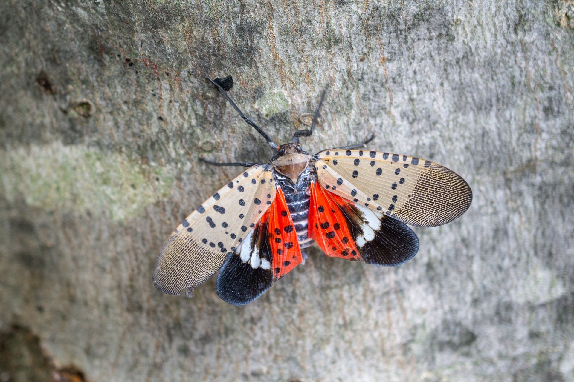 A spotted lanternfly resting on a textured gray surface, showing its bright red and black underwings.