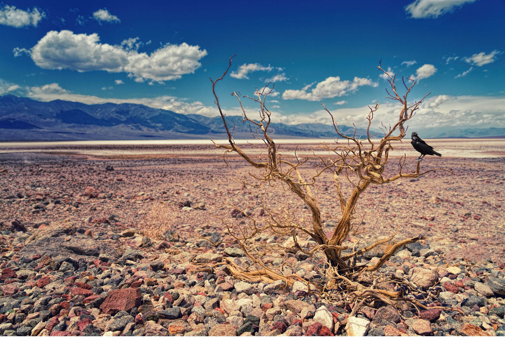 Bare dead shrub in a dry, rocky desert landscape with a black bird perched on a branch under a cloudy sky.