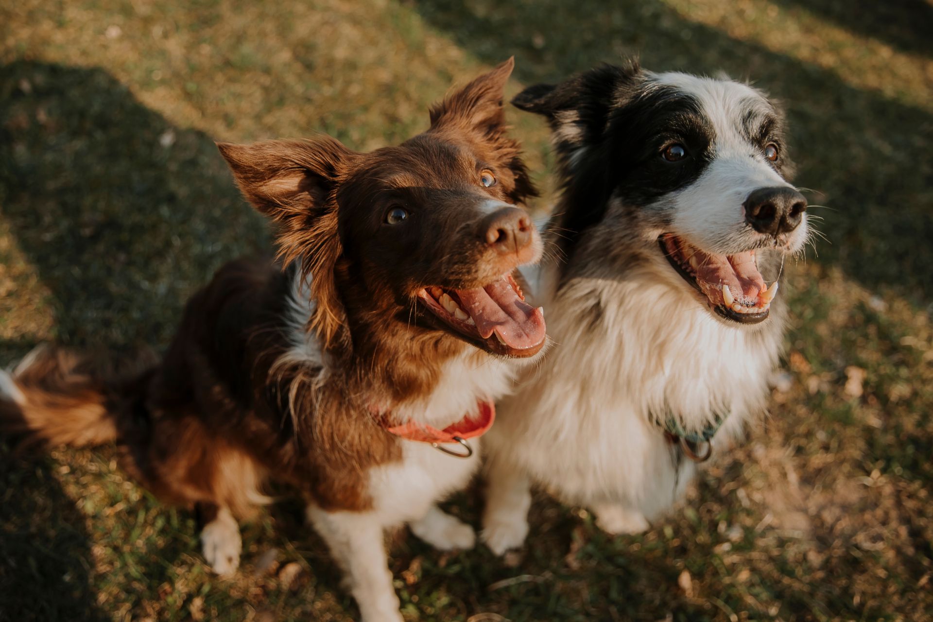 Two happy dogs, one brown and white and one black and white, sitting side by side on grass