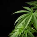 Cincinnati proposes using marijuana tax revenue for home repairs, community programs