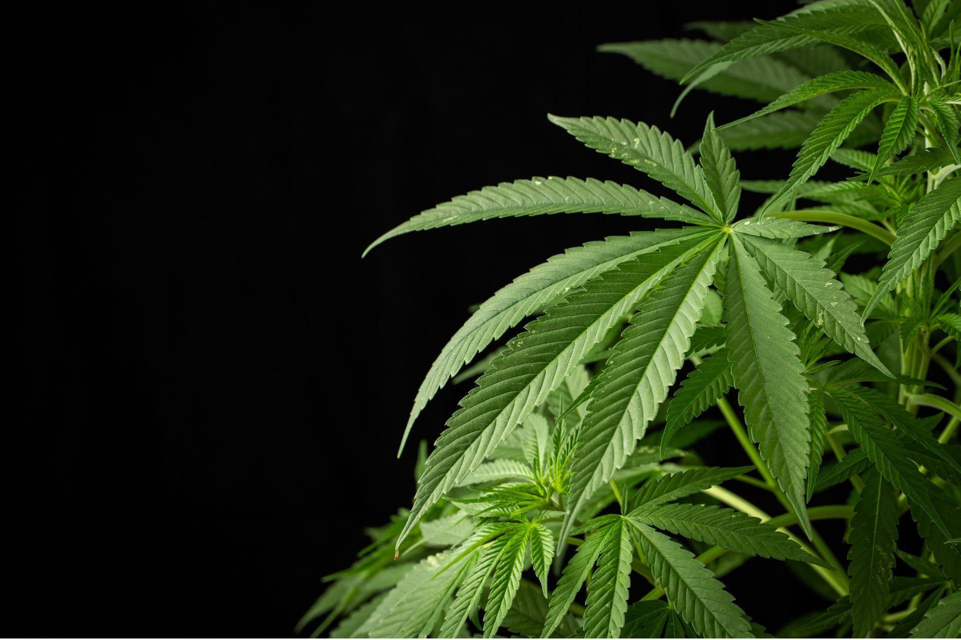 Close-up of green cannabis leaves against a black background.