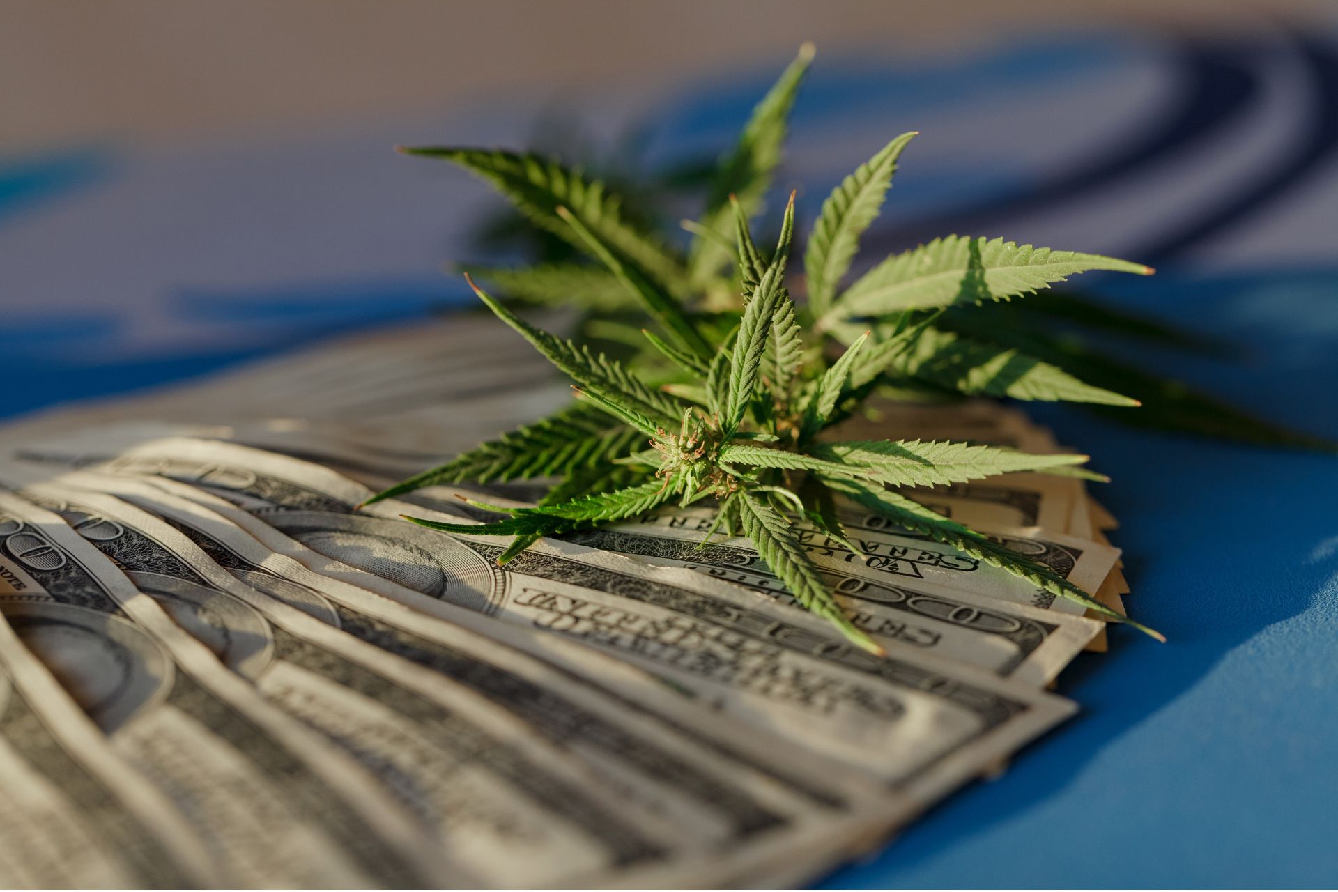A cannabis leaf lies on top of a pile of U.S. dollar bills.