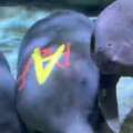 Cincinnati Zoo Welcomes three rescued manatees as another returns to Florida