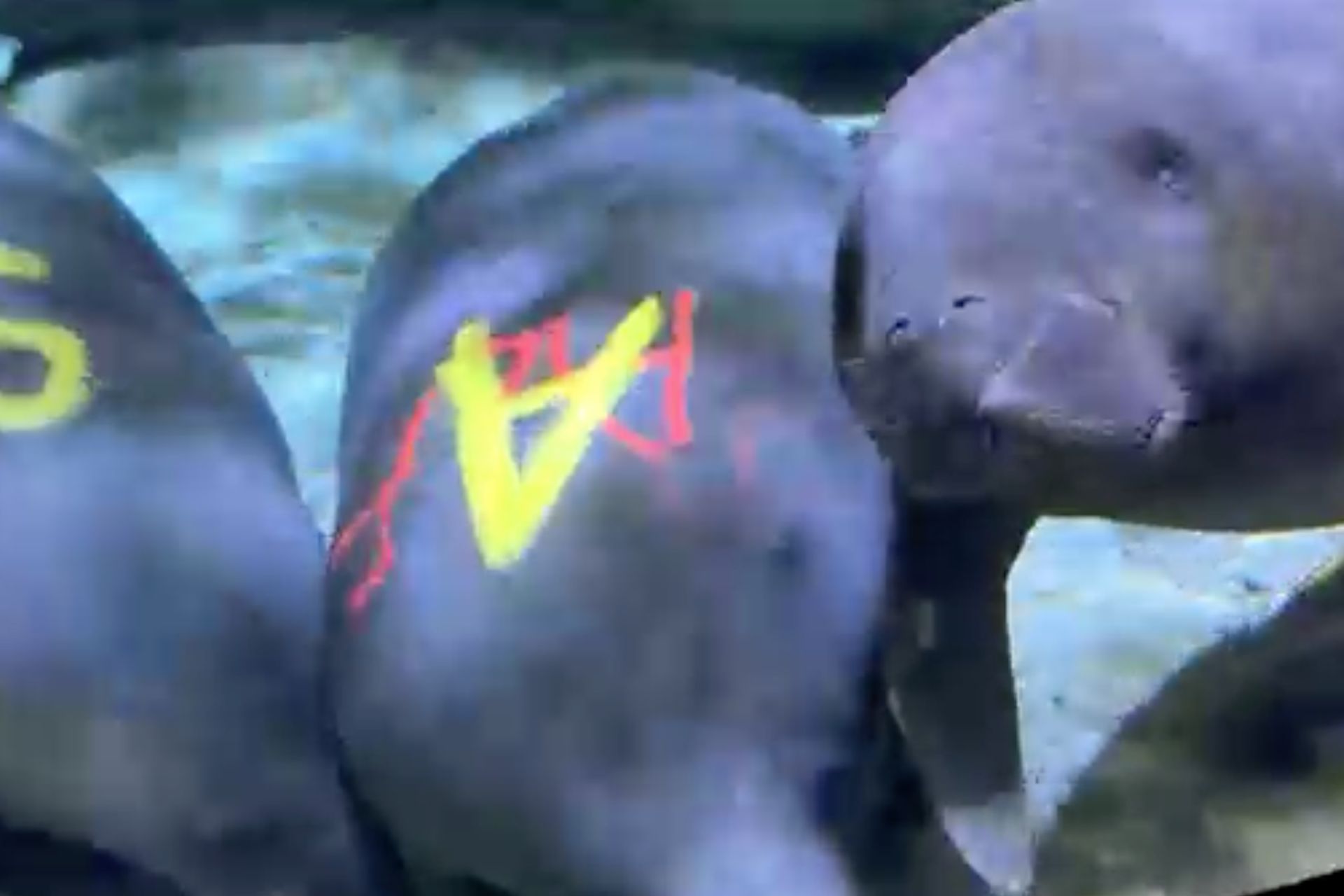 Rescued manatees gathered together in the water at the Cincinnati Zoo, one marked with a painted letter for identification