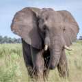 Cincinnati Zoo welcomes 10,000-pound Asian elephant from St. Louis to support breeding program