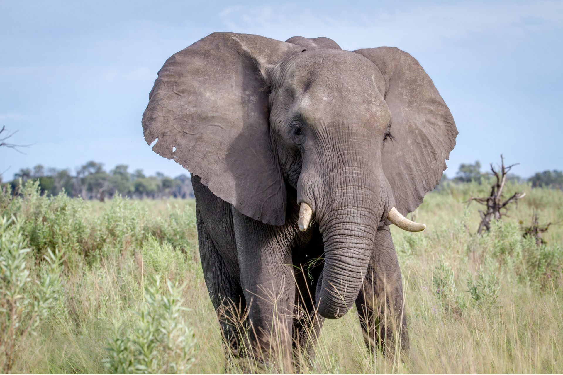An elephant with large ears and short tusks walks through tall green grass under a blue sky.