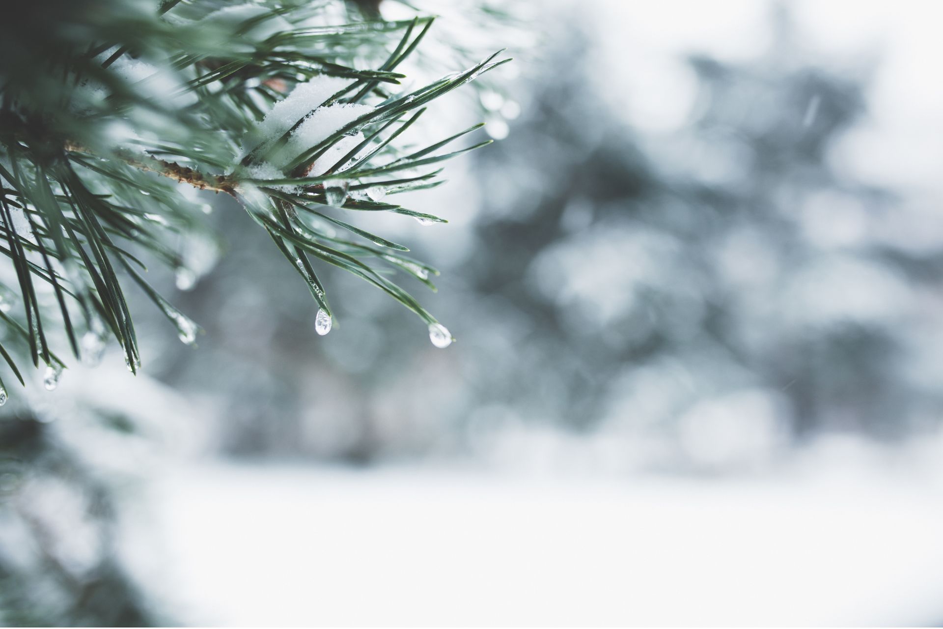 Snow-dusted pine branches with frosted needles against a blurred, snowy background